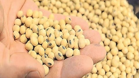 Jalna News Bogus Seeds