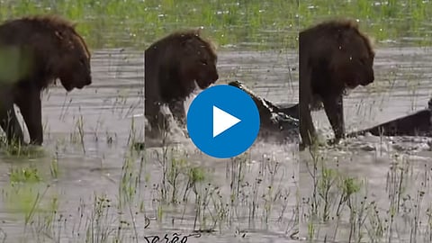 lion Crocodile Fight Viral Video 