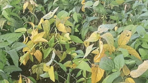 Soybean Crop