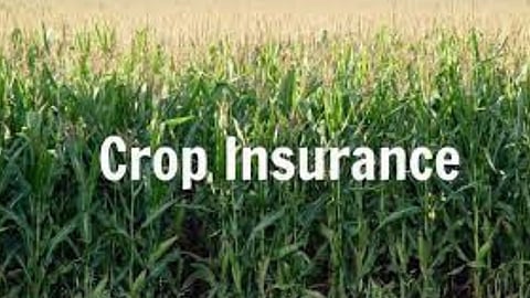 Crop Insurance