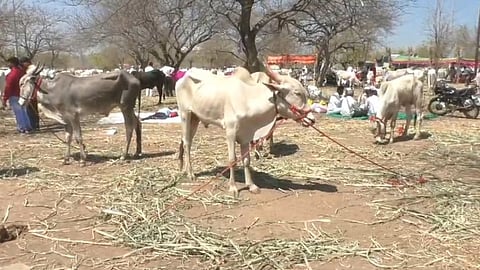 Pandharpur Maghi Khillar Bail Bazar