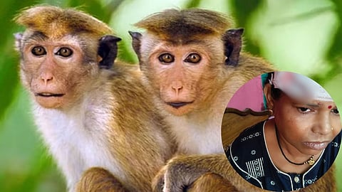 Monkey Attack on Women