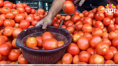 Tomato Price