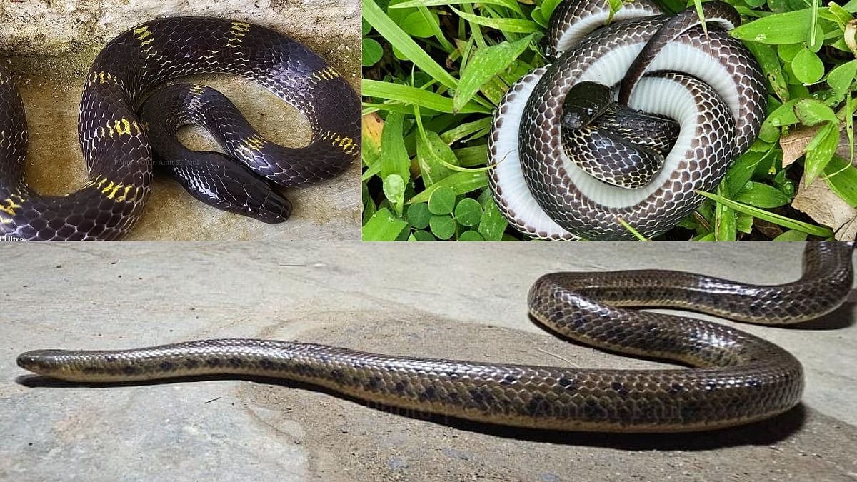 Rarest Snakes : गगनबावडा परिसरात आढळले दोन दुर्मिळ साप; पाहा फोटो ...