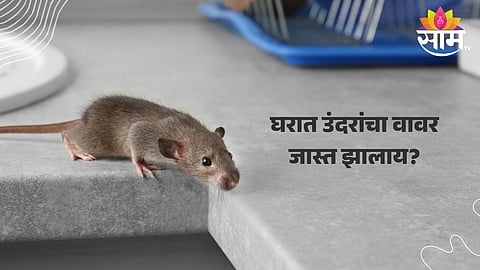 Home Remedies For Rats