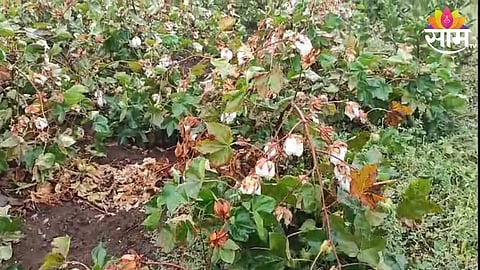 Cotton crop