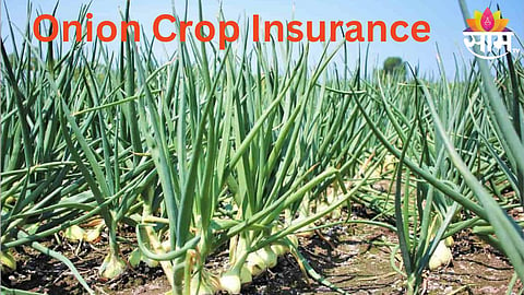 Onion Crop Insurance