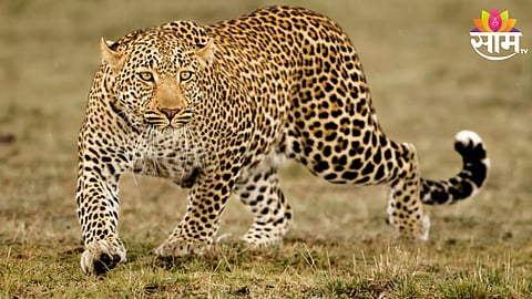 Leopard Attack