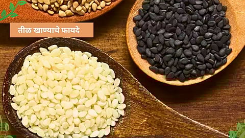 Sesame Seeds: २१ दिवस रोज १ चमचा तीळ खा; तुम्ही विचारही केला नसेल इतके होतील आश्चर्यकारक फायदे