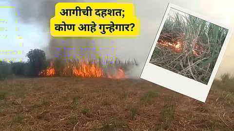 Sugarcane Fields Fire