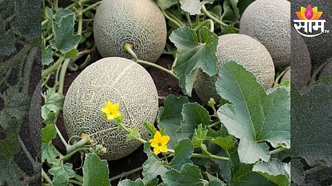 Muskmelon Farming