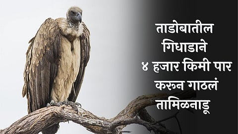 Tadoba News