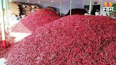 Dharmabad Red Chilli