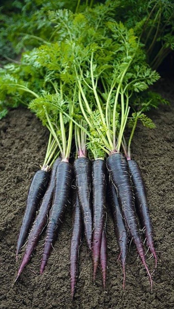 Black Carrot: हिवाळ्यात खा काळं गाजर, आरोग्यासाठी ठरेल वरदान|eating ...