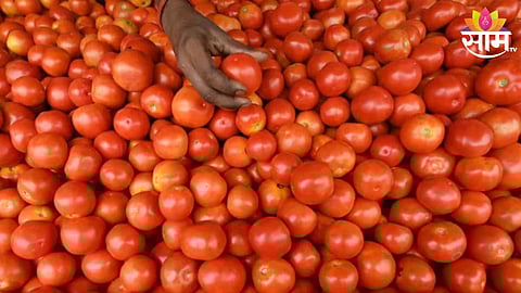 Tomato Price
