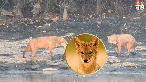 Golden jackals