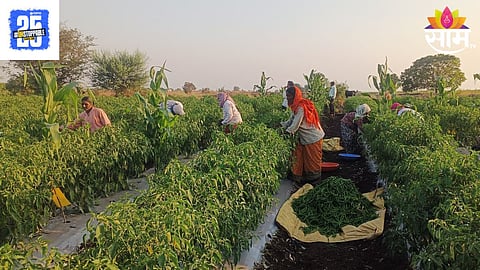 Chilli Farming