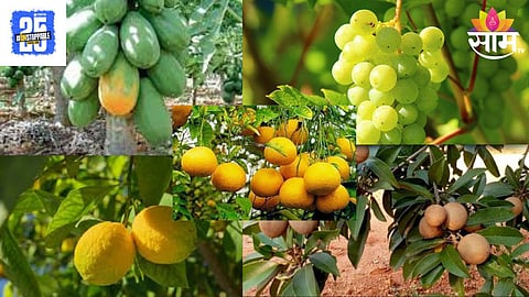 Fruit Insurance Scam