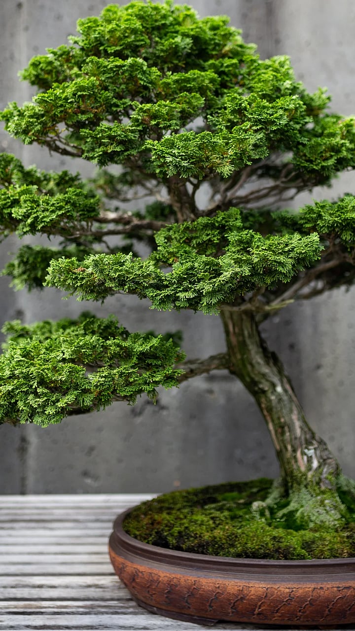 Most Expensive Tree: जगातील सर्वात महाग झाड कोणते माहित आहे का? किंमत ...