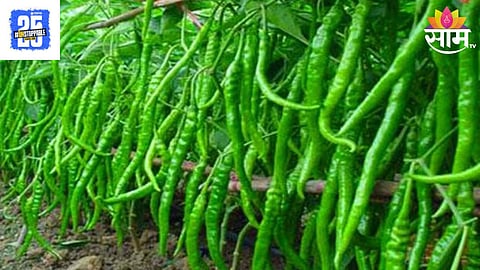 Chilli Price