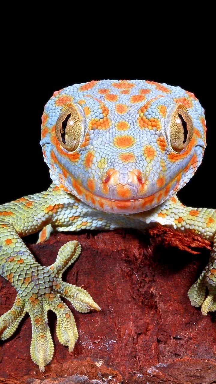 Lizard: काय सांगता? एका पालीची किंमत तब्बल ६० लाख रुपये; काय आहे खास ...