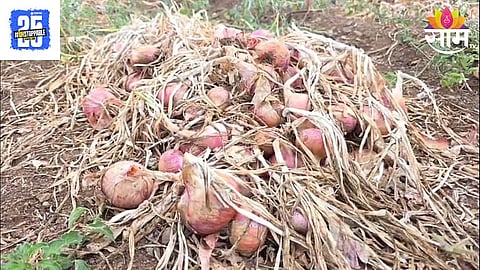 Onion