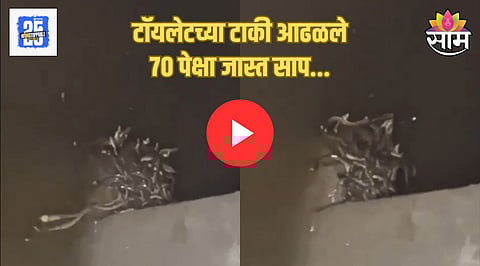 Snakes Viral Video