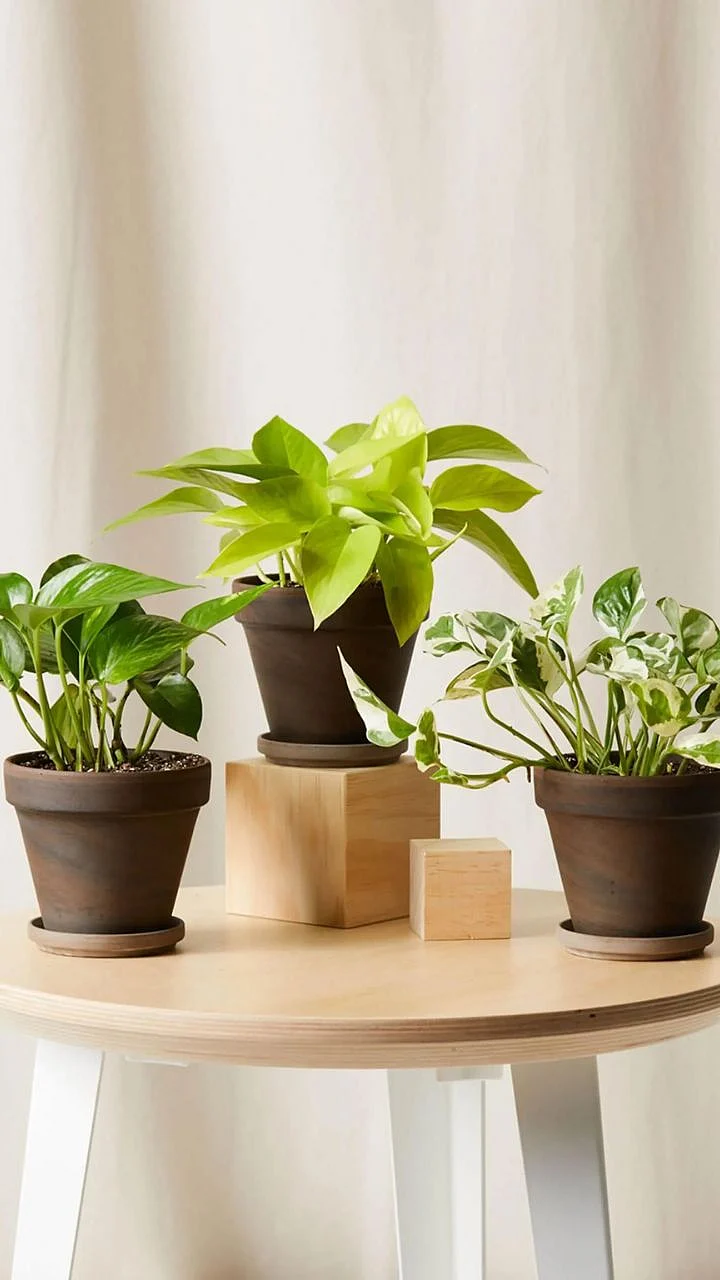 plants