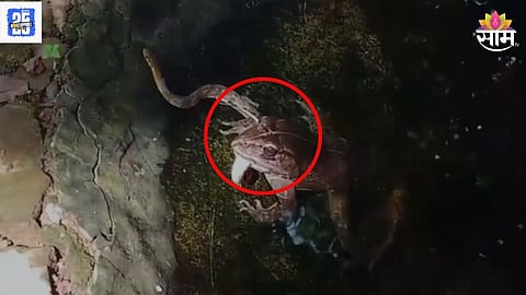 Frog Swallows Snake Video