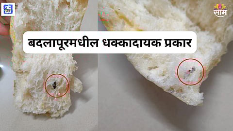 Pav with insect and foil