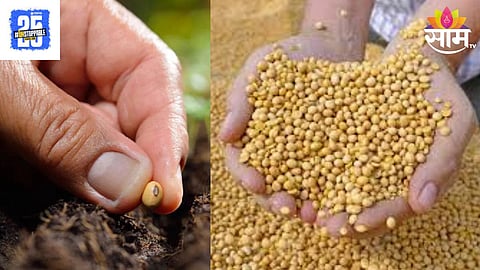 Soyabean Fake Seeds