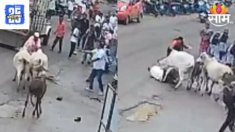 Cattle Attack