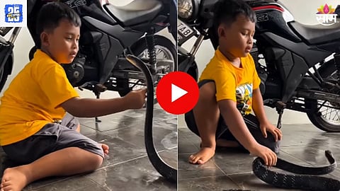 Snake Viral Video