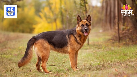 Mumbai Police dog squad