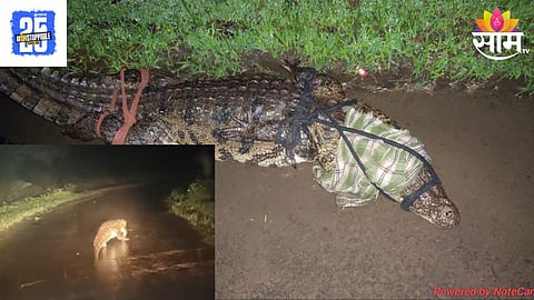 Crocodile 