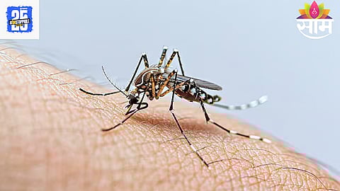 Dengue 