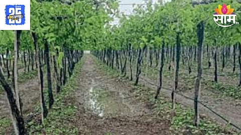 Grapes Farming