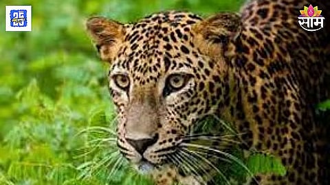 Leopard Attack