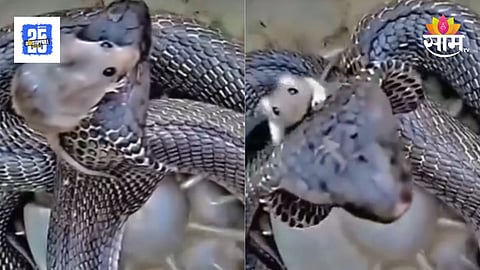 Mouse And Snake Viral Video