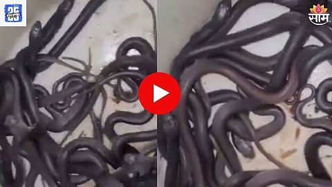 Shocking Snake Video