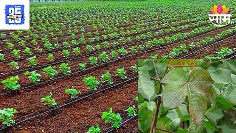 Cotton Crop