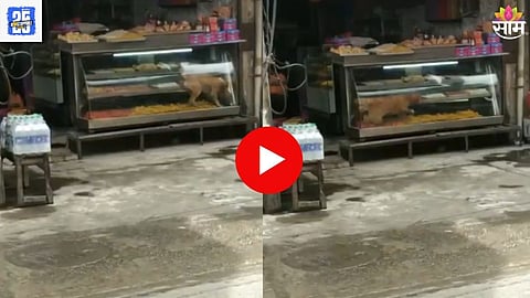 Dog Eats Sweets Video