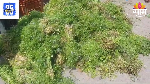 Coriander Price