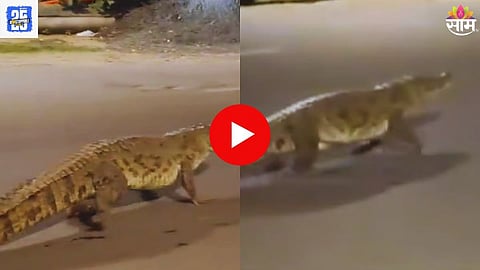 Crocodile On Road