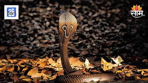 Sangali Traditional Nag Panchami