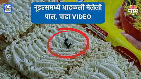 Shocking News: नूडल्स खाणाऱ्यांनो सावधान! पाकिटामध्ये आढळली मेलेली पाल; VIDEO व्हायरल