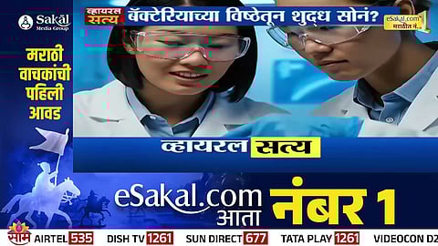 Cupriavidus metallidurans  the bacteria allegedly capable of producing pure gold from toxic waste