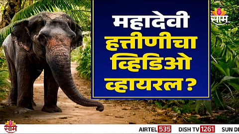 This viral elephant video, claimed to show Mahadevi from Kolhapur, is actually from a foreign country – Fact check by SAM TV.