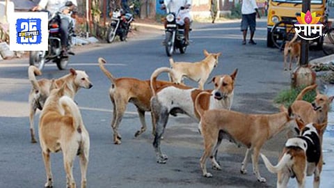 Sangali News : दरवाजा उघडा असल्याचे पाहून घरात घुसले, झोपलेल्या महिलेचे लचके तोडले; सांगलीत मोकाट कुत्र्यांचा कहर