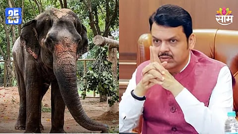 Mahadevi Elephant Case: 'महादेवी'ला परत आणण्यासाठी सरकार काय करणार? देवेंद्र फडणवीसांनी सांगितला मार्ग, वाचा मुख्यमंत्री नेमकं काय म्हणाले?